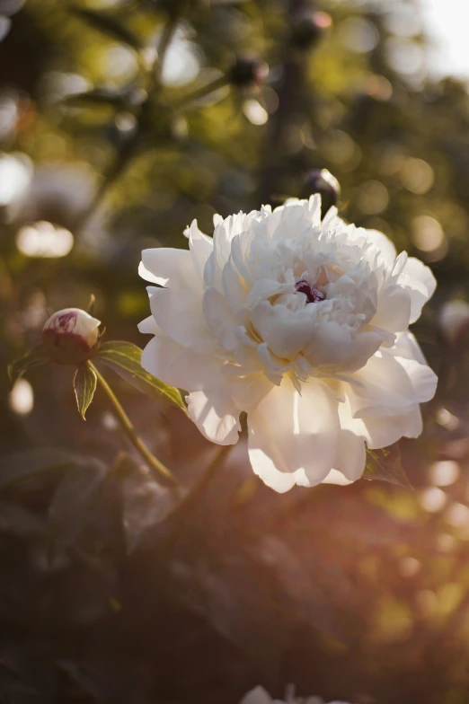 a flower that is in the middle of the day