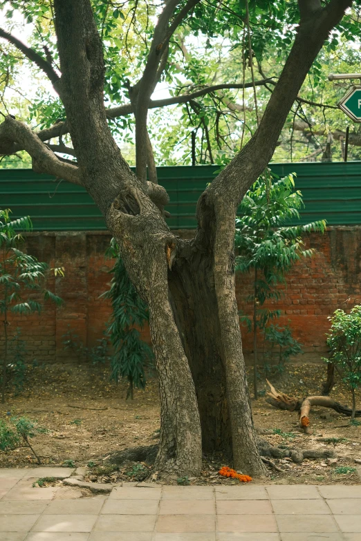 the tree is next to the brick wall