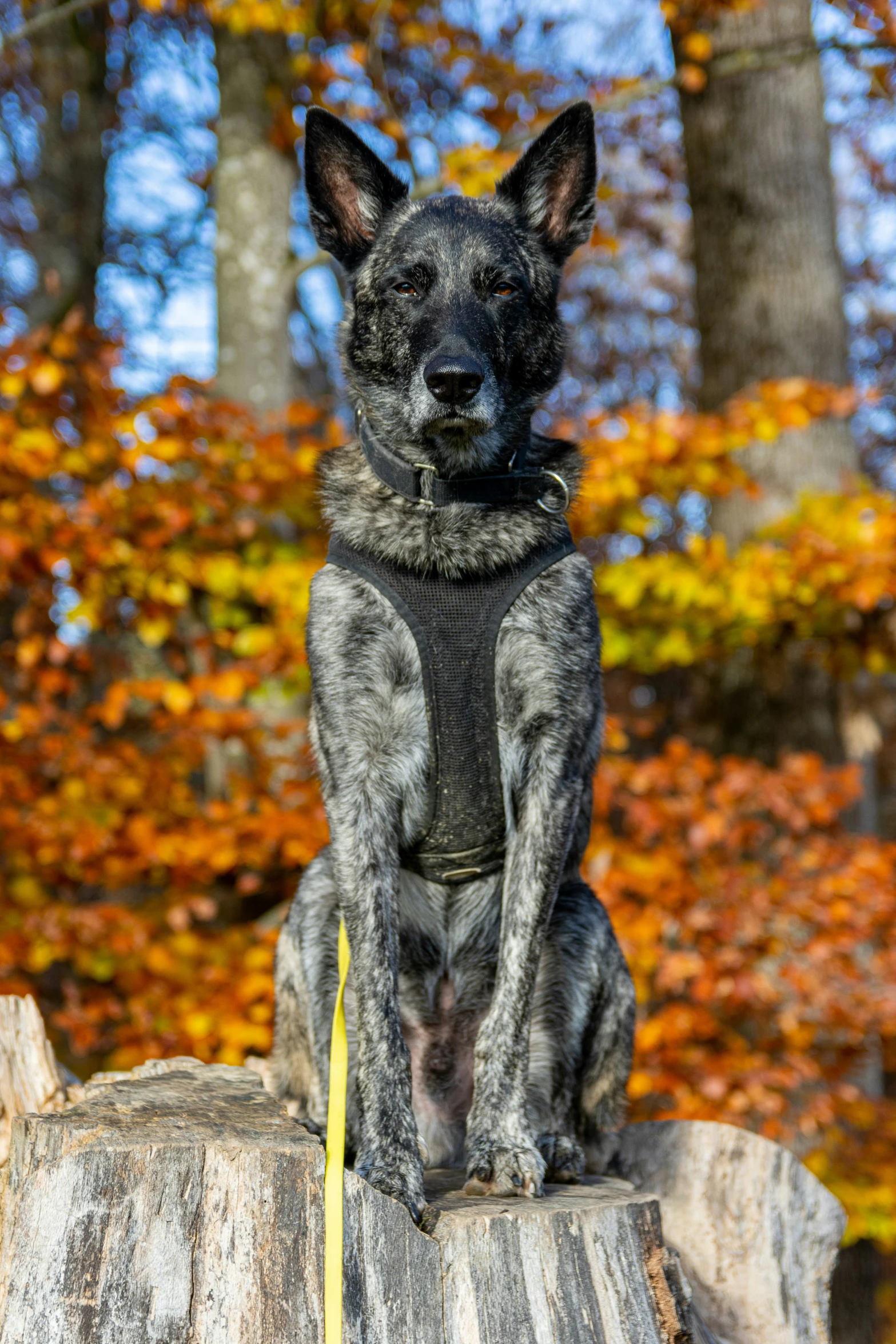 this dog is sitting on a log in the fall