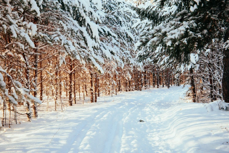 a trail is going between many trees and a few snow