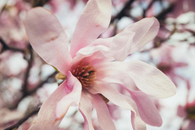 a single flower is hanging from a nch