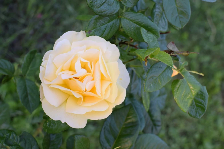 a yellow rose in the middle of a bush