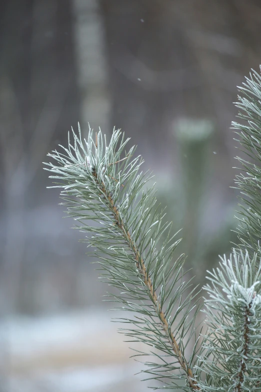 a nch covered with frost in the rain