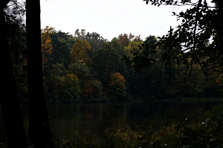 the trees in the background are turning colors