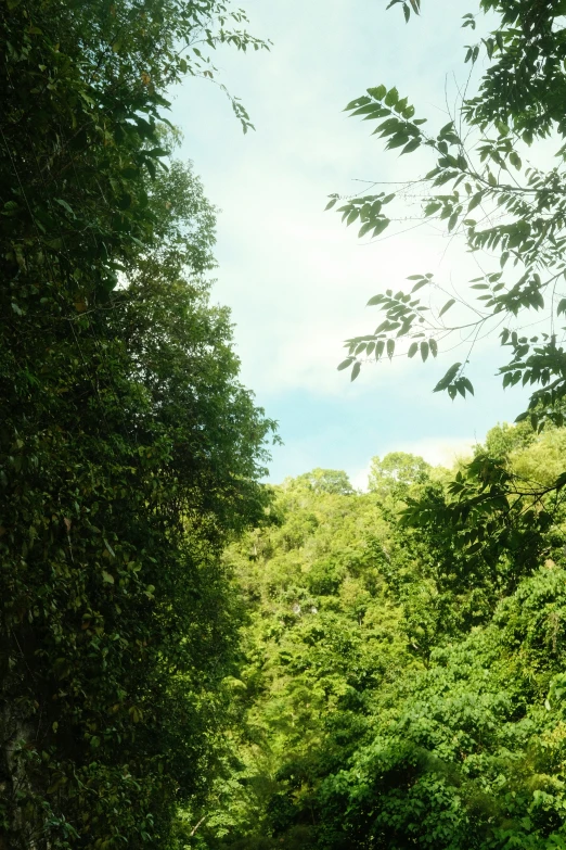 the dirt road is lined with lots of green trees