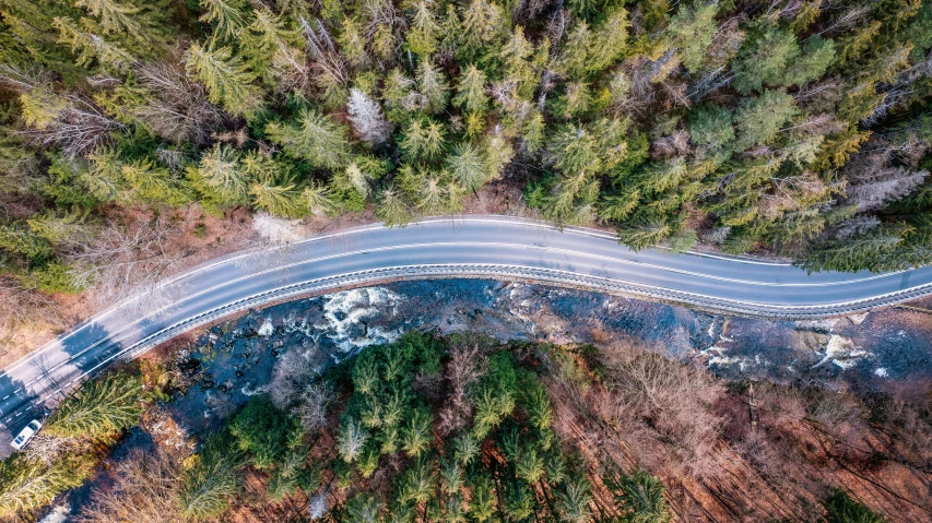 the winding road surrounded by tall trees