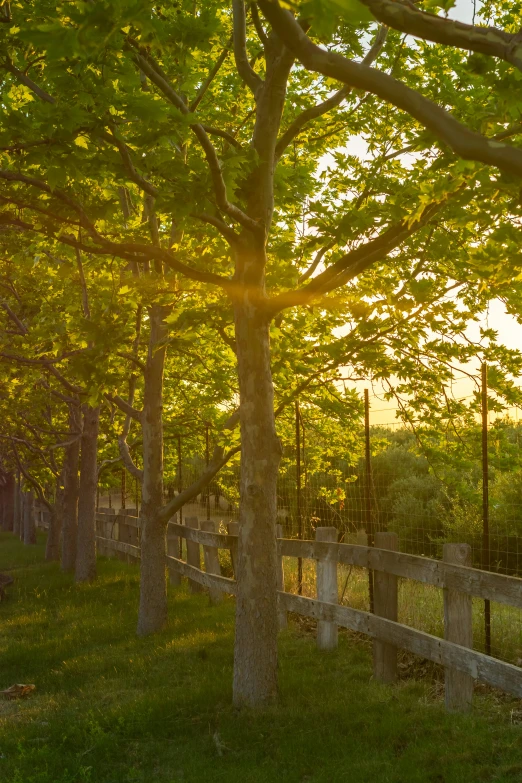 an open gate on the grass near a wooded area