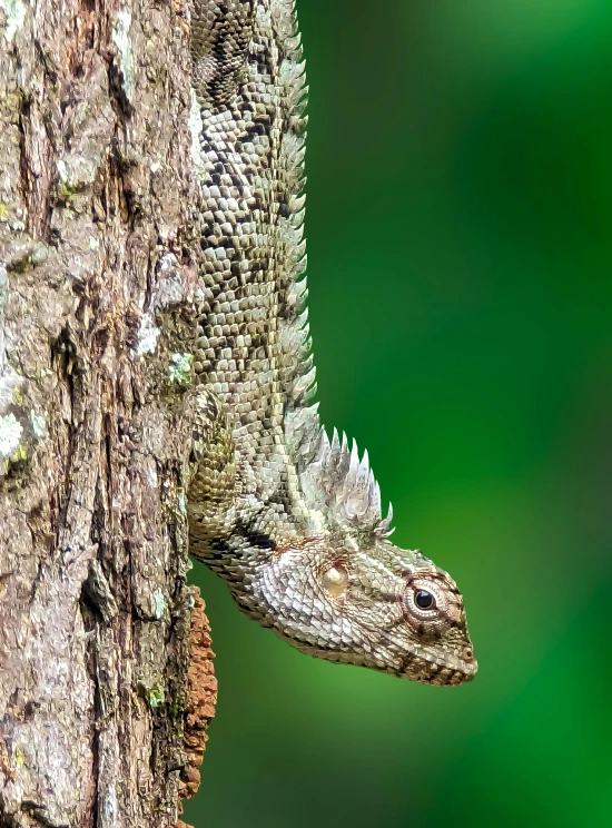 a close up of the side of a lizard's head