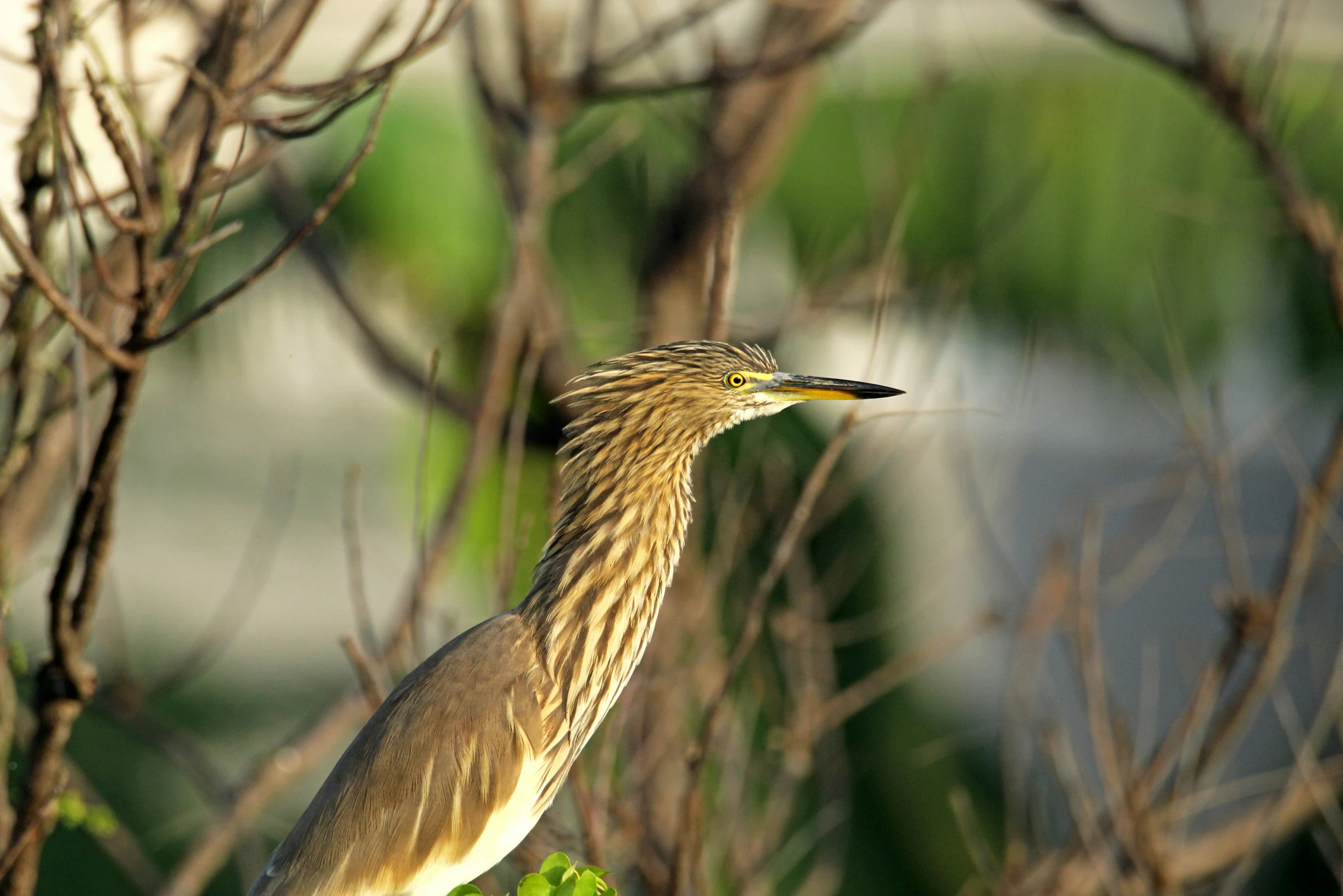 bird perched on top of green nch next to leaf