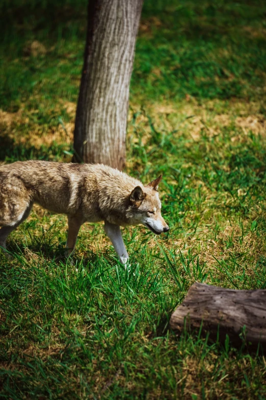 a baby wolf walks through some grass by a tree