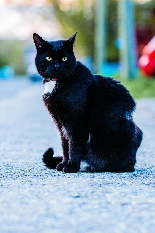 a black cat is sitting on a curb