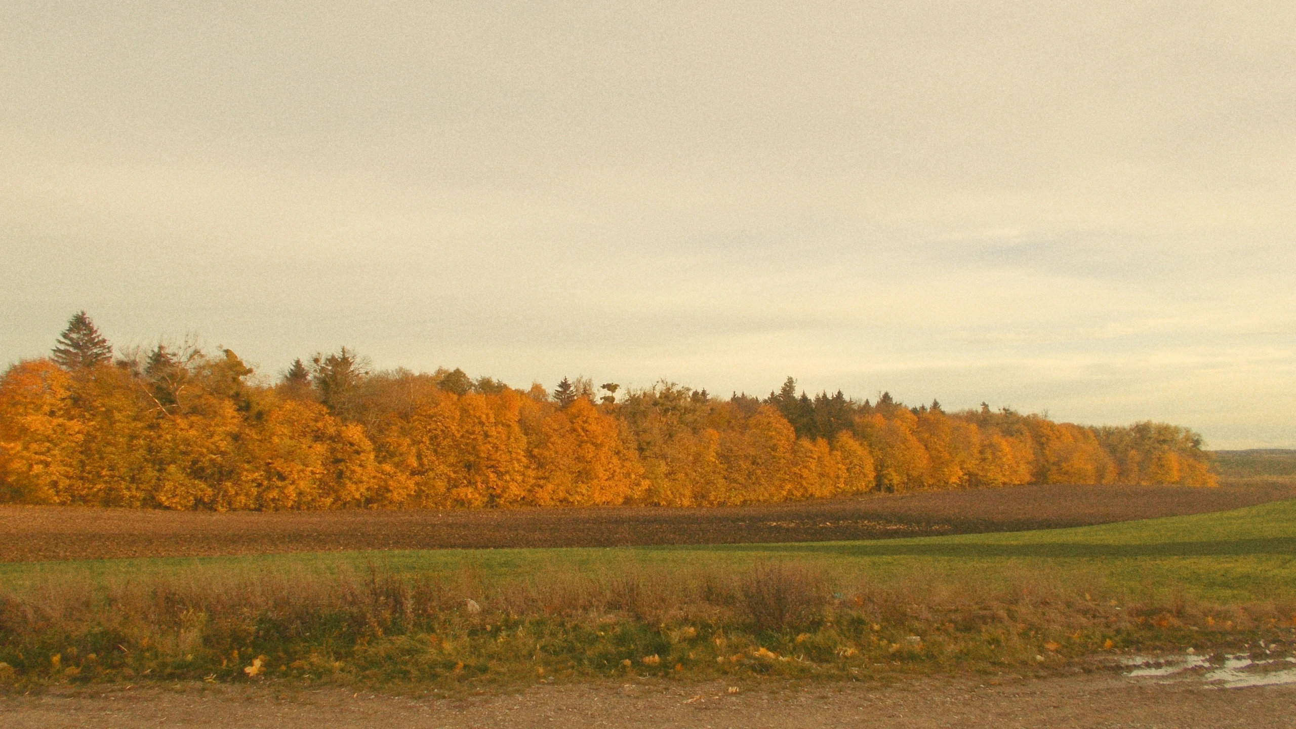 a grassy meadow filled with lots of tall trees