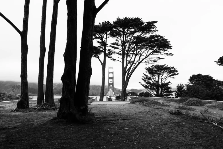 a couple of trees with a tower in the background