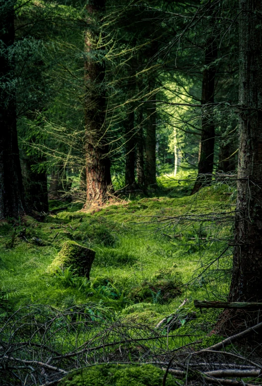 a path that leads into the woods that are green