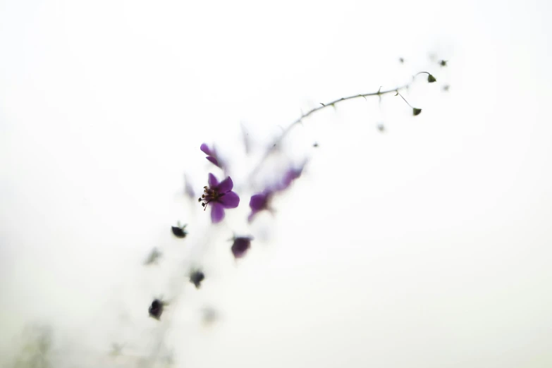 small flower with green stems on a white sky