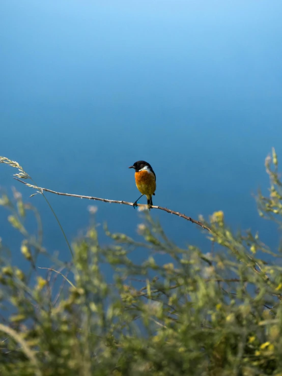 a bird perched on a nch near the water