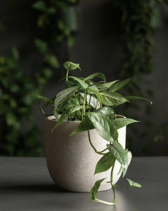 small green plants in a concrete bowl on the ground