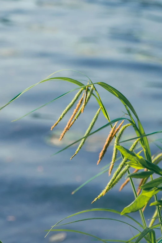 water weed over looking the ground near the shore