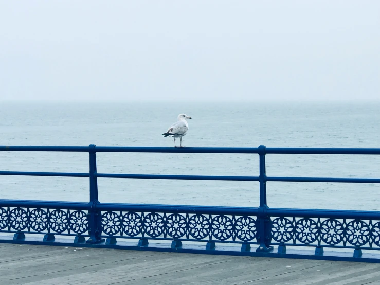 a seagull perches on the fence of a pier