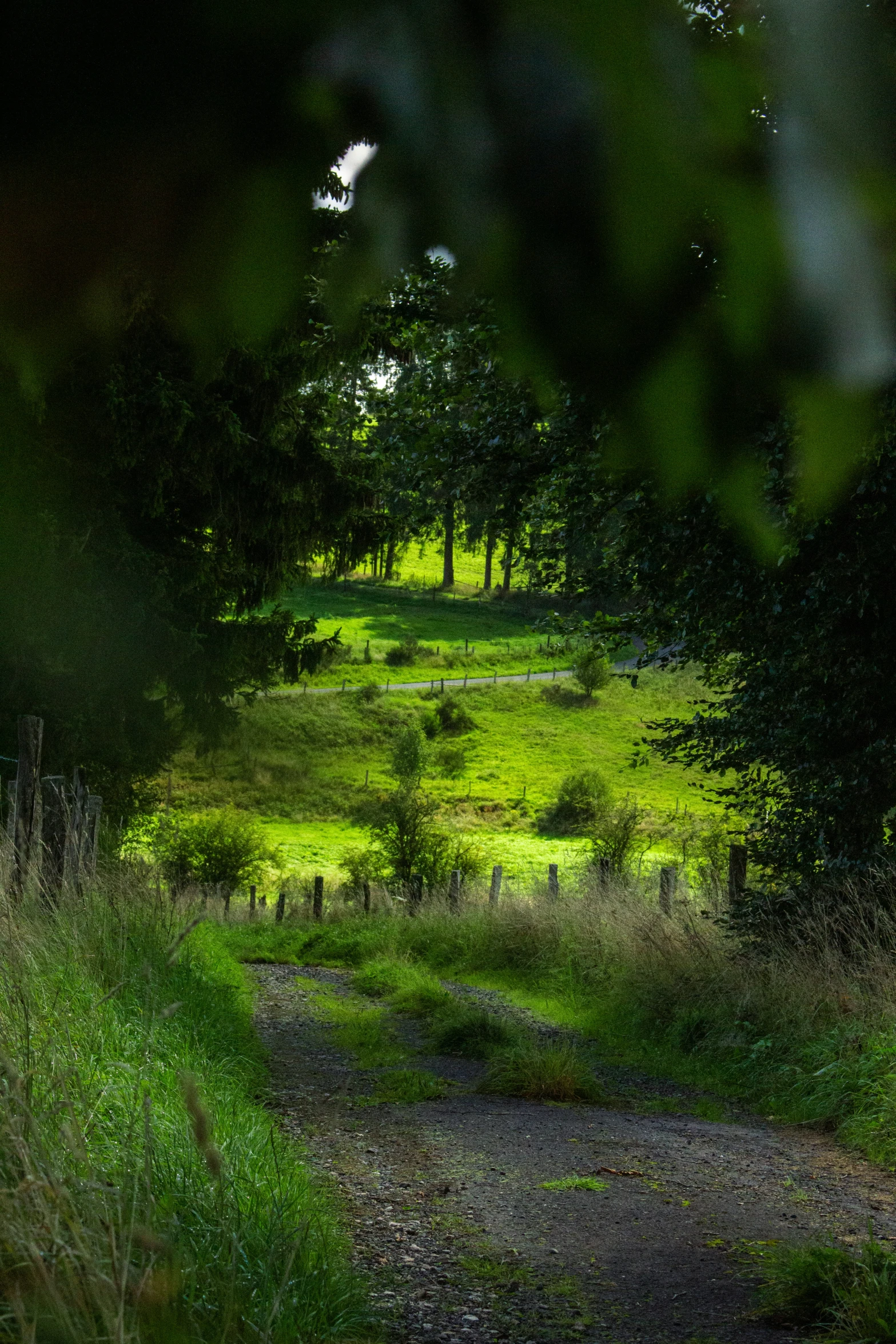 an old path through a grassy area by some trees