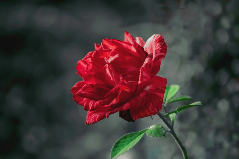 red flower with green leaves on it and blurry background