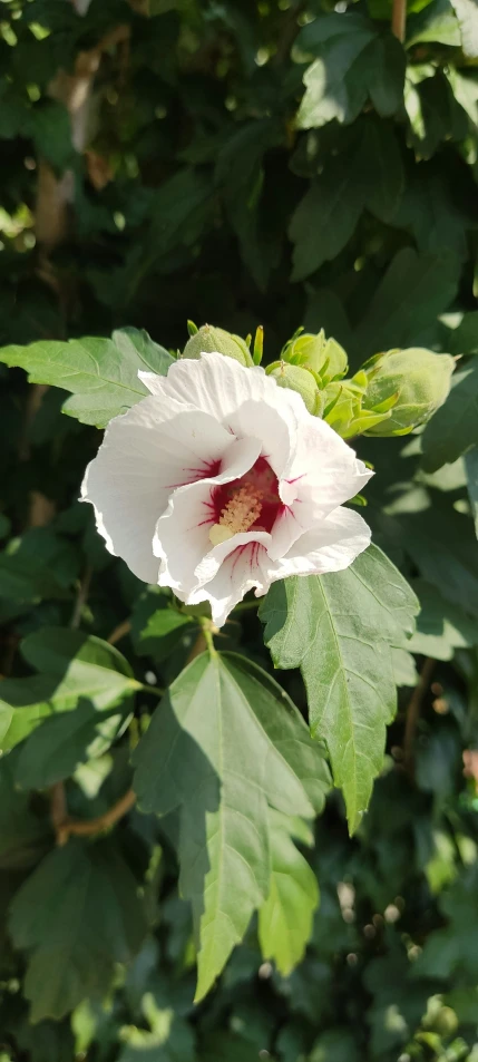 white flower with pink center surrounded by leaves