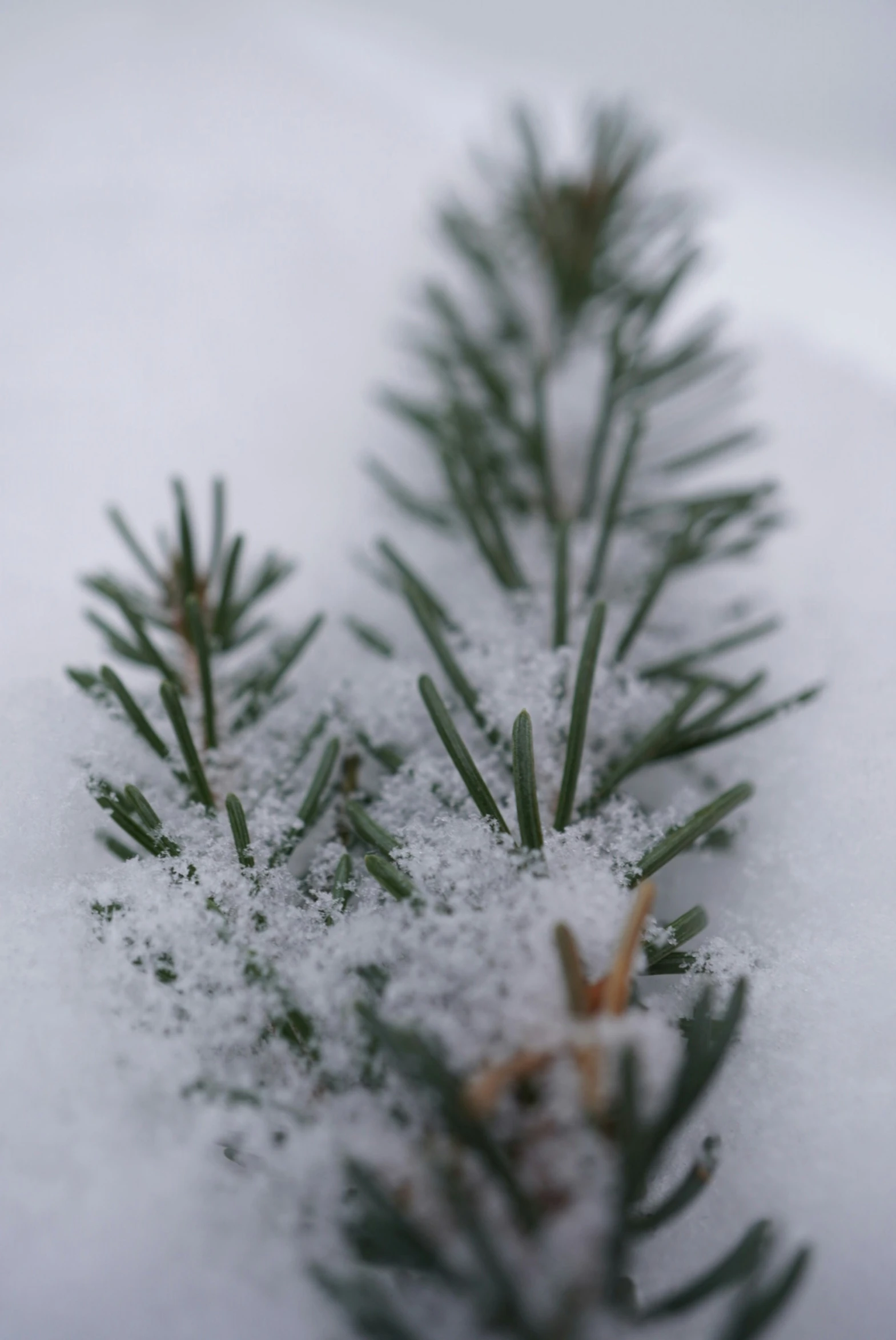 evergreen needles covered in snow on a white surface