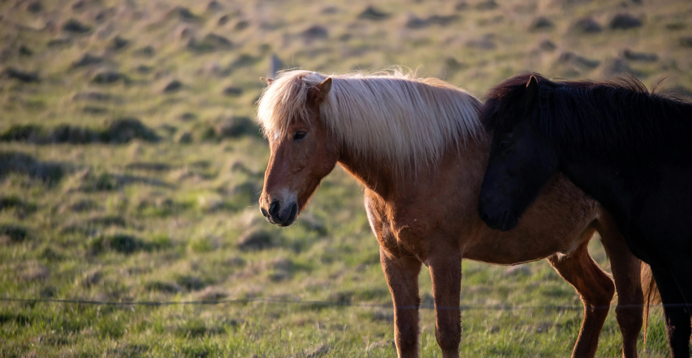 two brown and black horses standing in grass