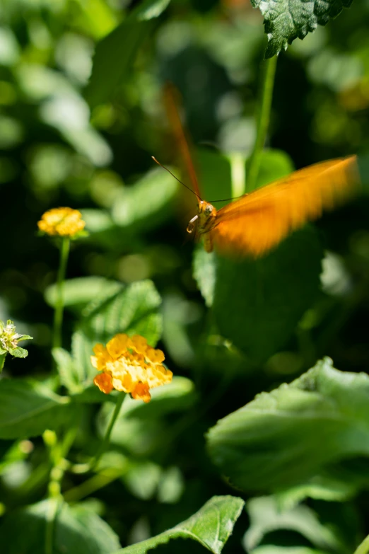 there are many orange flowers with dragonflies on them