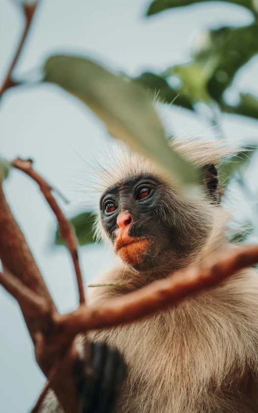 a monkey sits in a tree nch and looks out