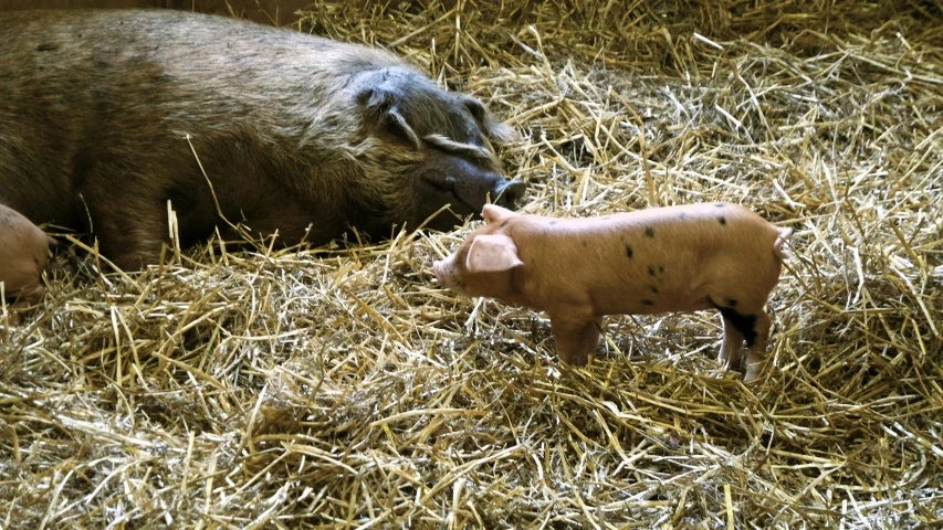 there is an adult pig and a baby pig