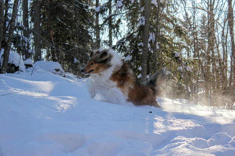 the dog is out in the snow and running