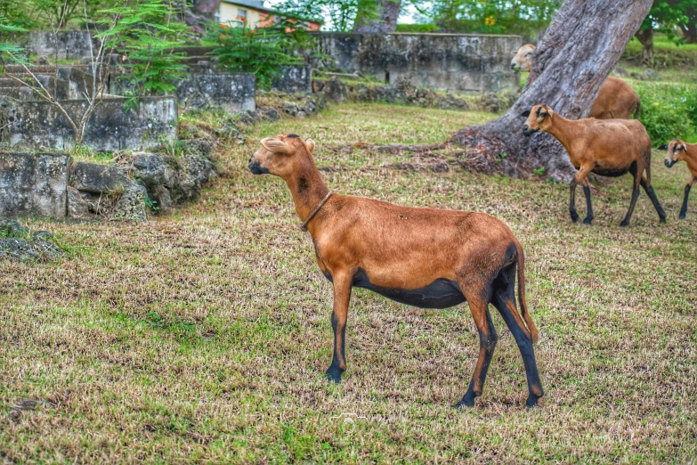 an image of a baby goat on the grass