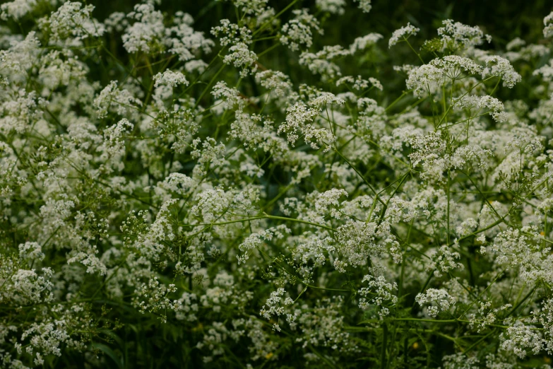a group of white flowers are growing among green leaves