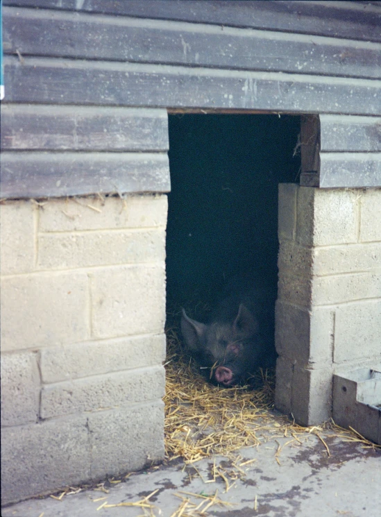 a small hog sitting inside of a gate