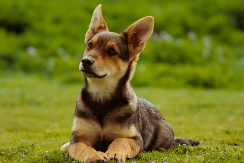 a small brown dog laying in the grass