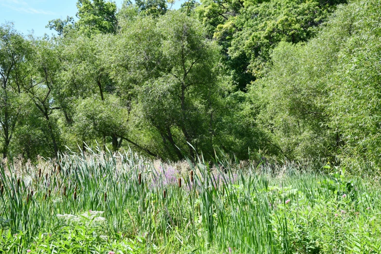 an animal walking through a lush green forest