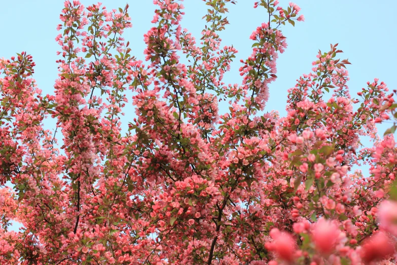 the leaves and nches of a tree blooming pink