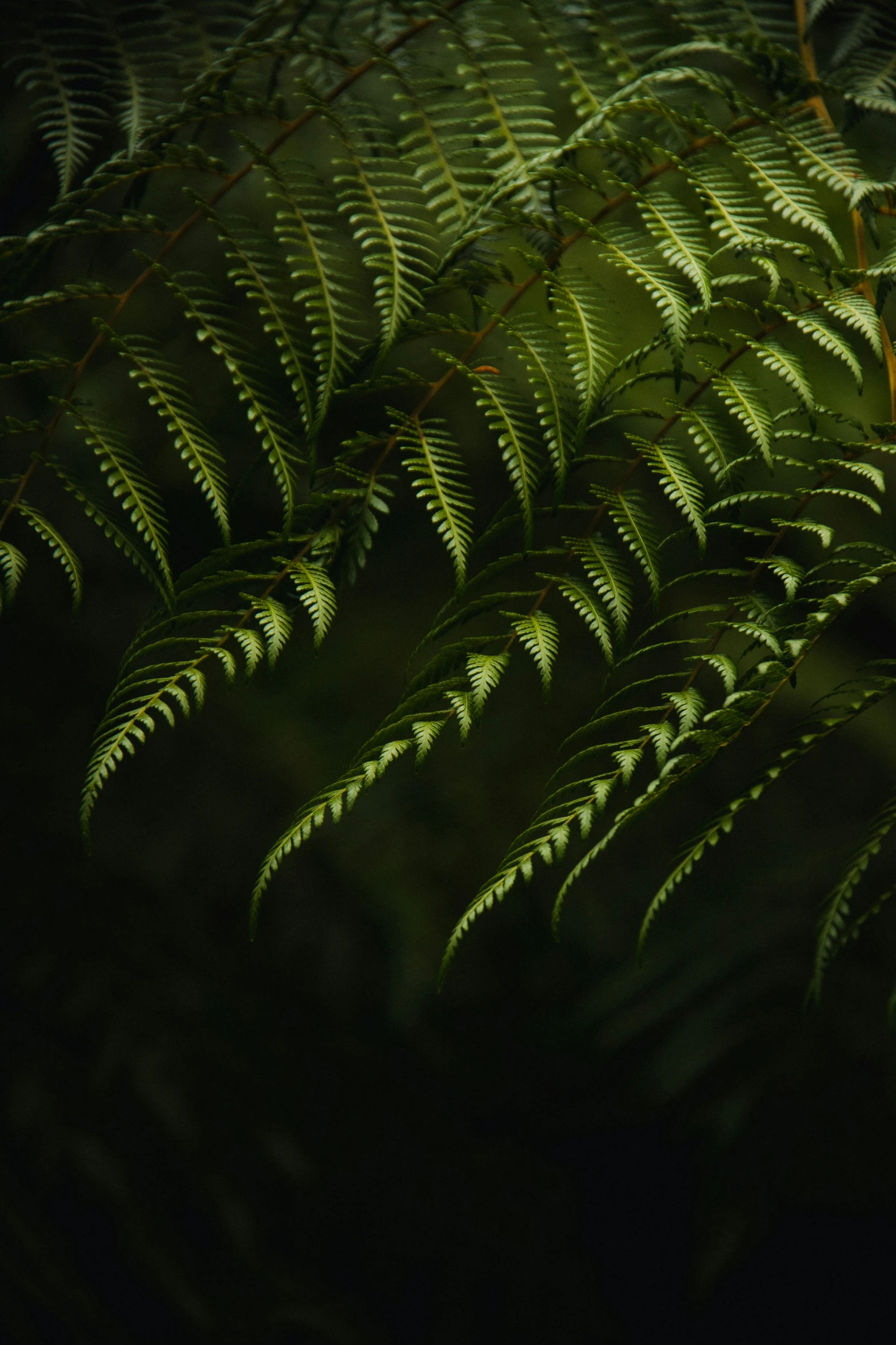 the large green fern is growing in a forest