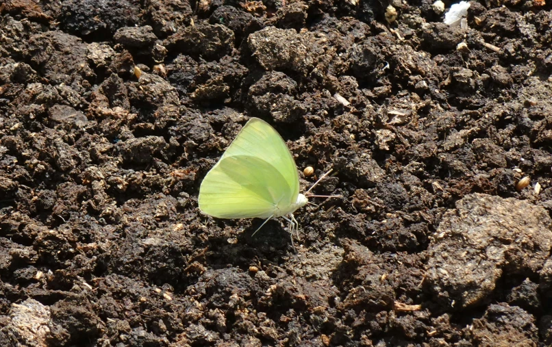 a green erfly sitting on a dirt ground