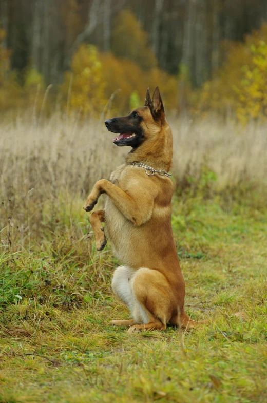 a large dog standing on its hind legs