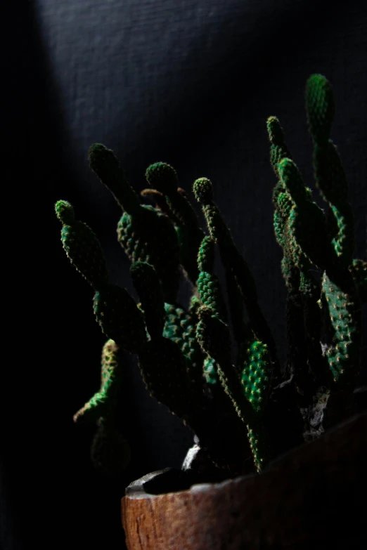 small cactus type plant in a wood pot