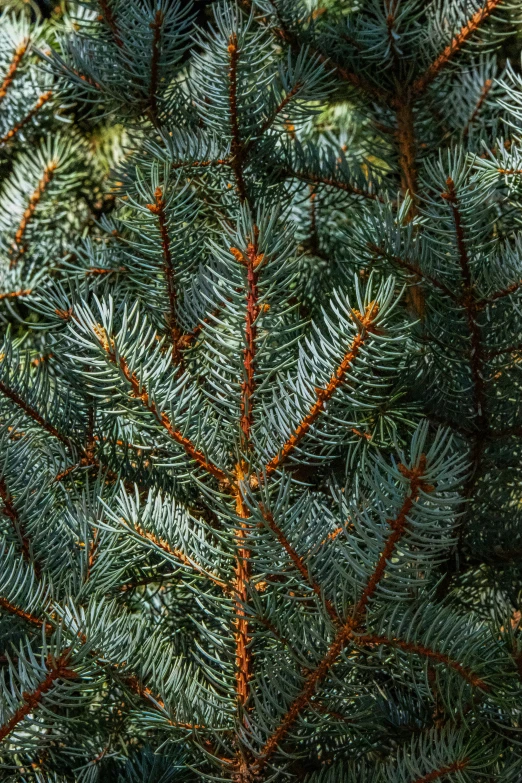 green needles on a pine tree in the sun