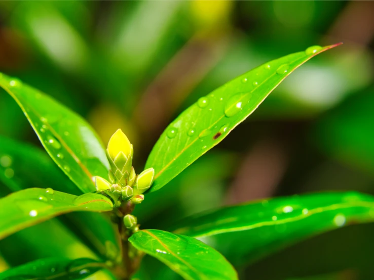 the small green leaves have a flower blossom