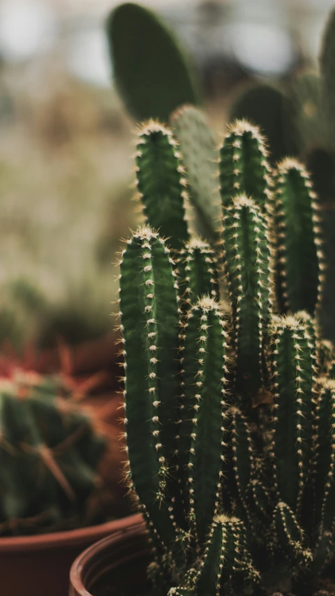 there is a small green cactus in a brown pot