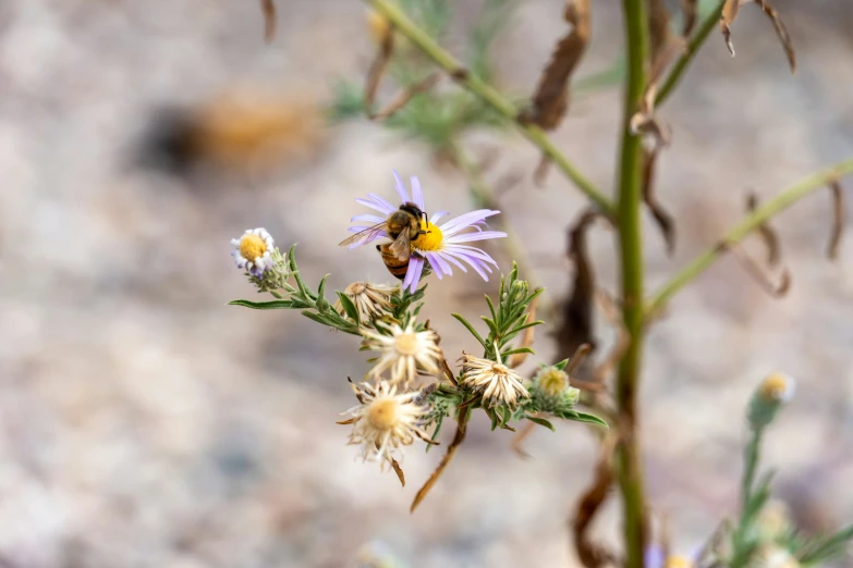 a bee flying in the air next to some wildflowers