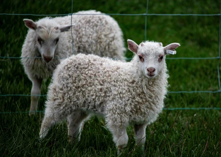 a group of sheep standing next to each other