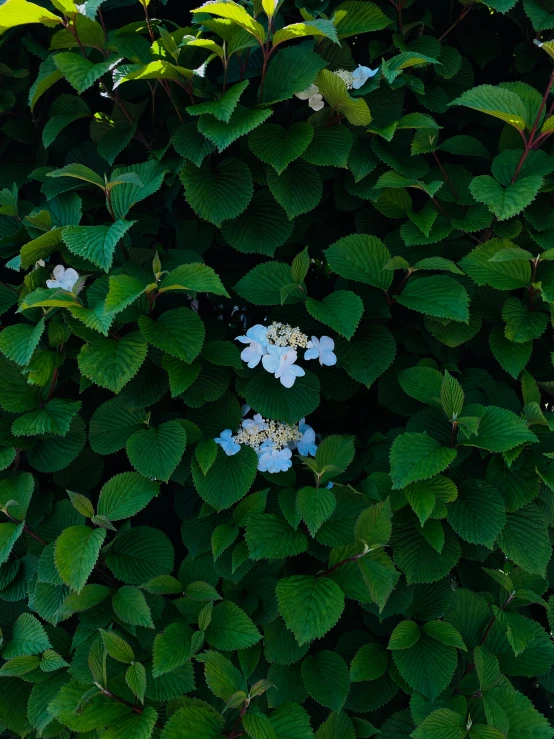 two flowers and leaves next to each other