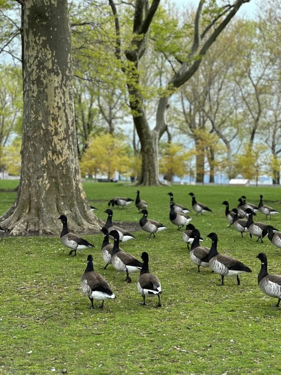 there are many ducks in the grass near the tree