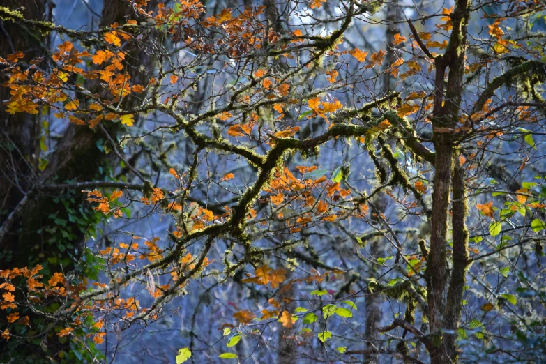 colorful leaves cover the trees as it stands near a mountain